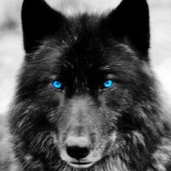 Meet your Posher at The Gray Wolf Collection - Picture 1 of 8